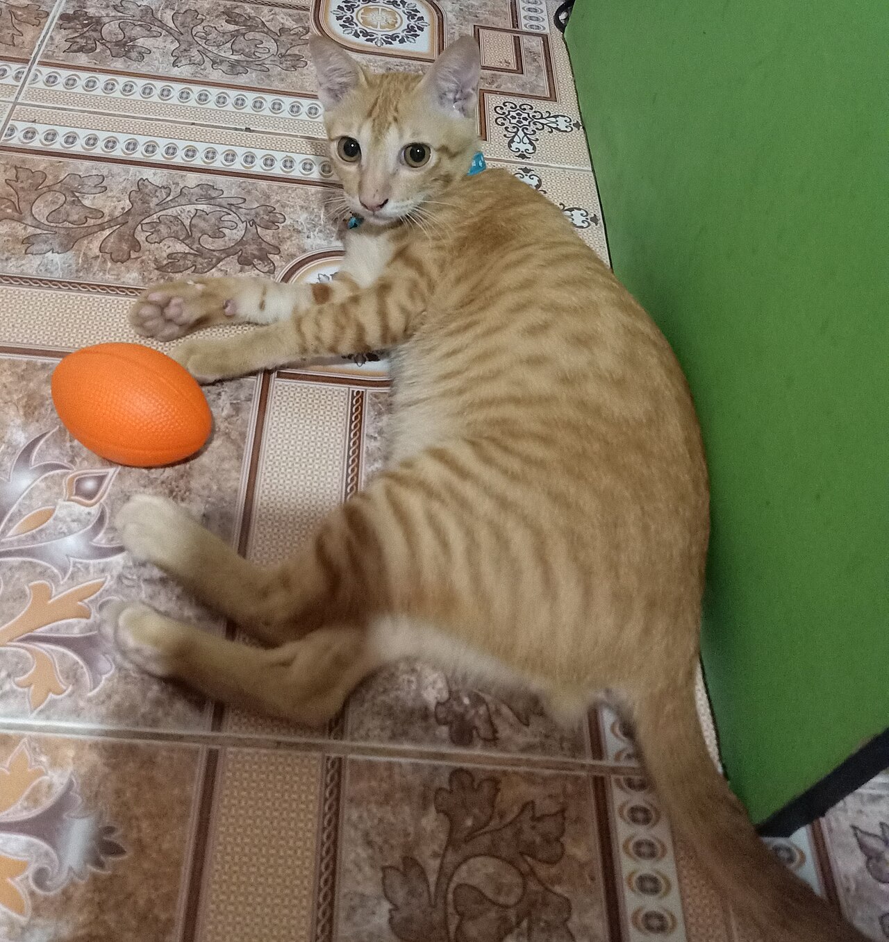 Un pui roșcat întins pe covor lângă o minge portocalie