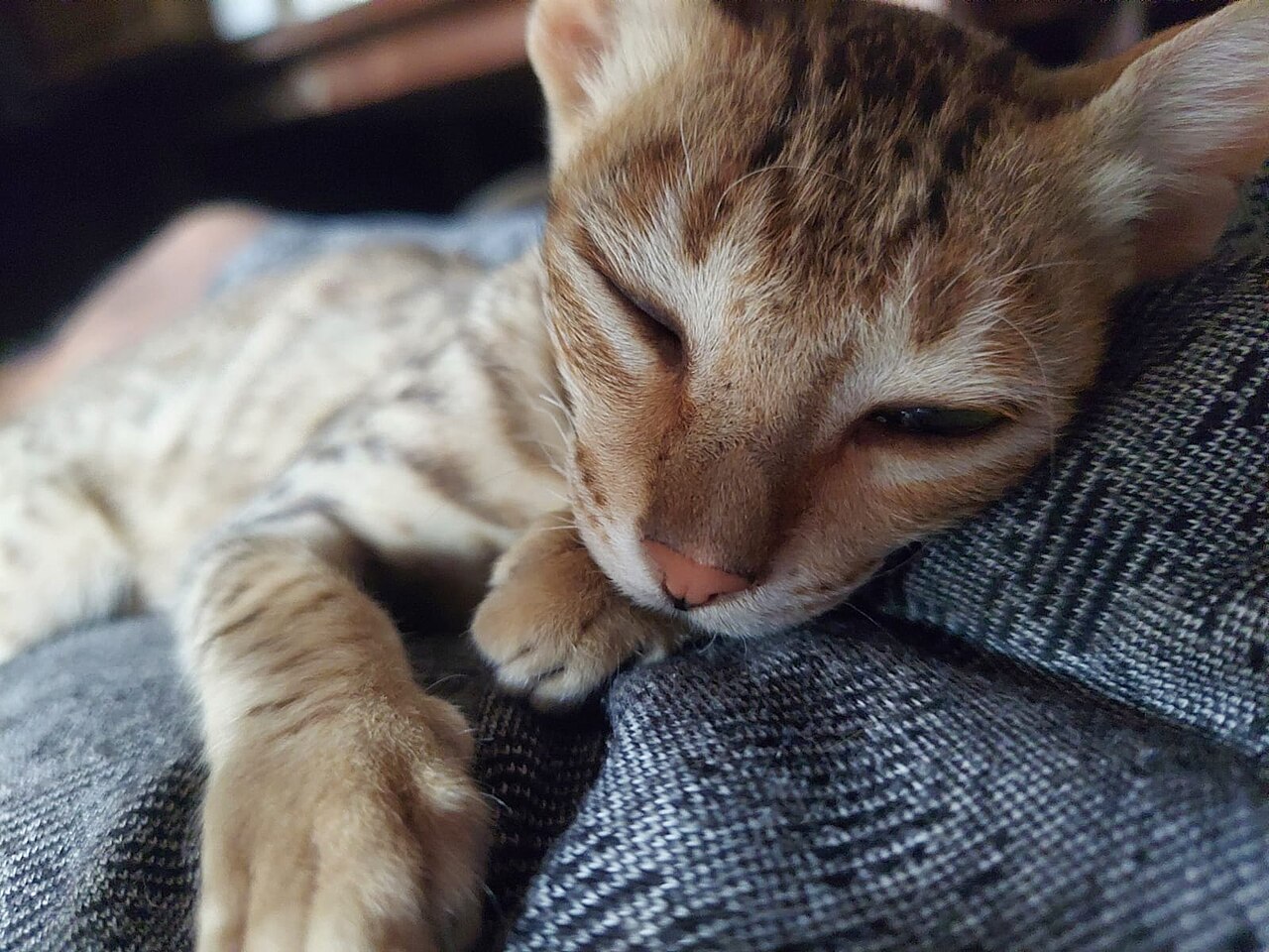 Un pui roșcat moțăind pe o pernă