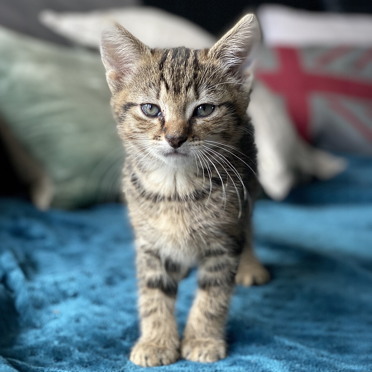 Un pui tărcat în picioare pe o pătură albastră