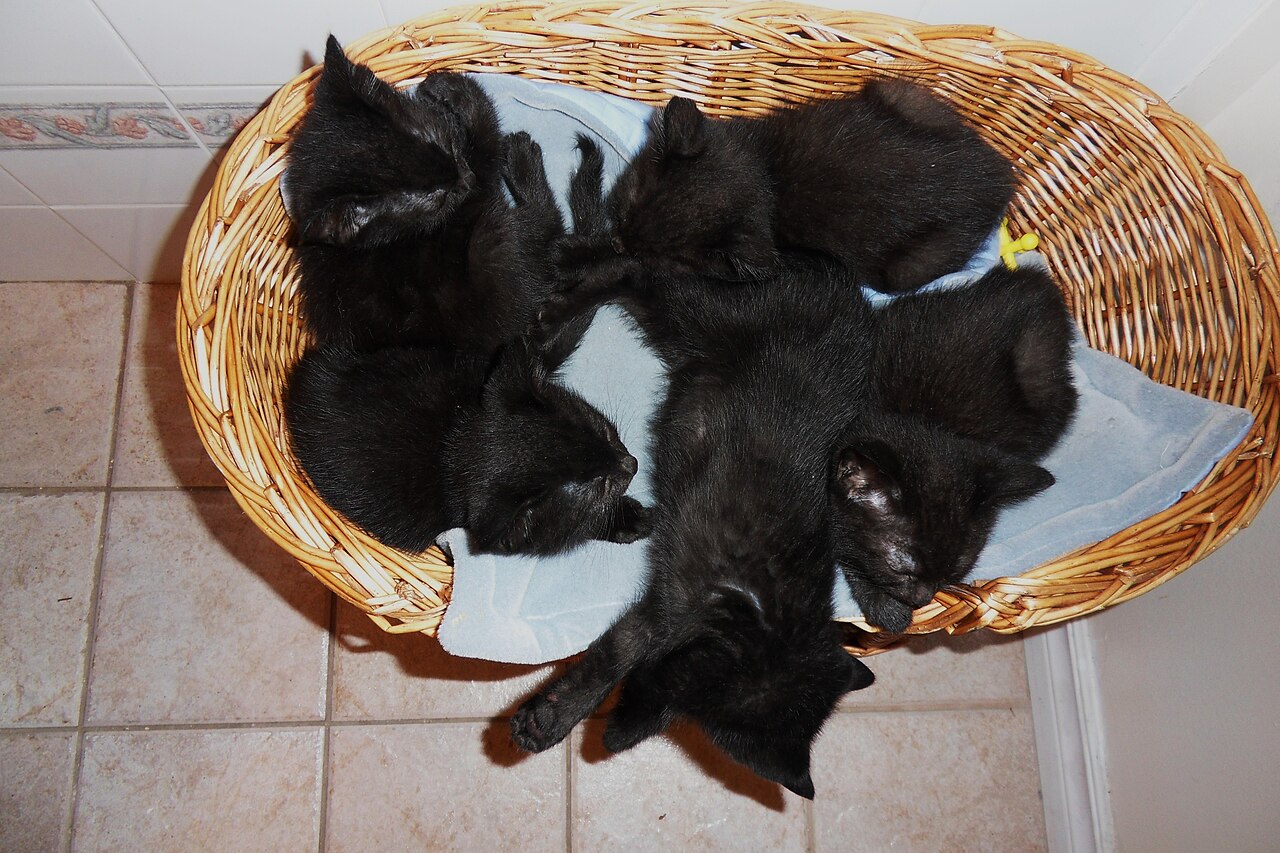 Un coș plin cu pui negri adormiți